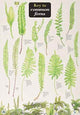 Book cover of: Key to Common Ferns