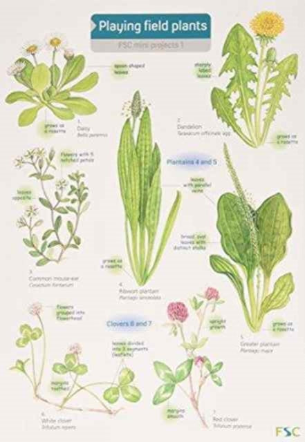 Book cover of: Playing Field Plants