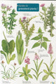 Book cover of: Guide to Grassland Plants 1. By: Mavis Gulliver