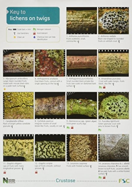 Book cover of: Key to Lichens on Twigs