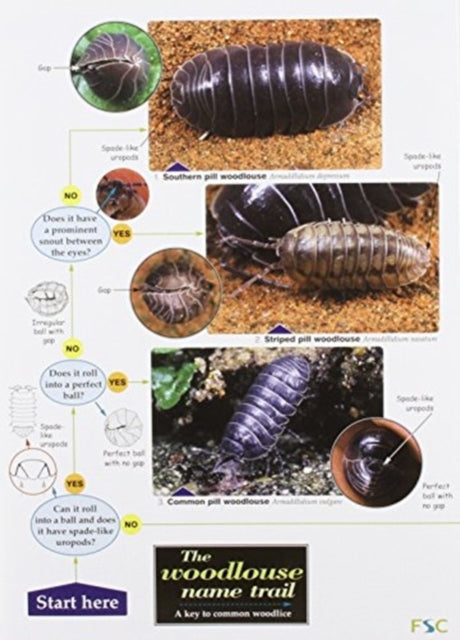 Book cover of: Woodlouse Name Trail
