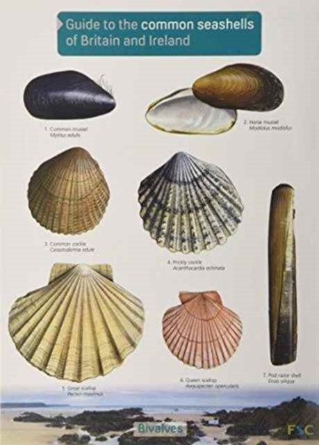 Book cover of: Guide to the Common Seashells of Britain and Ireland