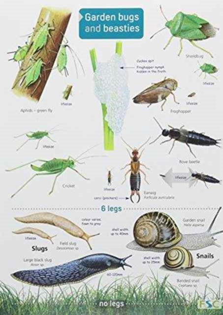 Book cover of: Garden Bugs and Beasties