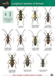 Book cover of: Guide to longhorn beetles of Britain