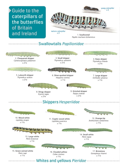 Book cover of: Guide to caterpillars of the butterflies of Britain and Ireland