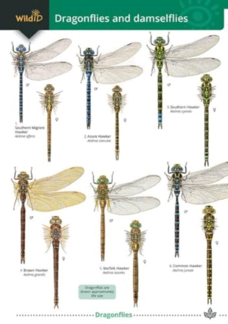 Book cover of: Dragonflies and damselflies