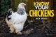 Book cover of: Know Your Chickens. By: Jack Byad