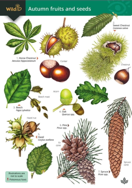 Book cover of: Autumn fruits and seeds