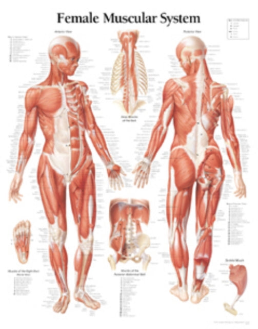 Book cover of: Muscular System with Female Figure Laminated Poster. By: Scientific Publishing