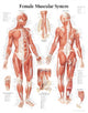 Book cover of: Muscular System with Female Figure Laminated Poster. By: Scientific Publishing