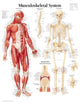 Book cover of: Musculoskeletal System Paper Poster. By: Scientific Publishing