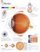 Book cover of: Eye Laminated Poster. By: Scientific Publishing