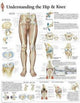 Book cover of: Understanding the Hip & Knee Laminated Poster