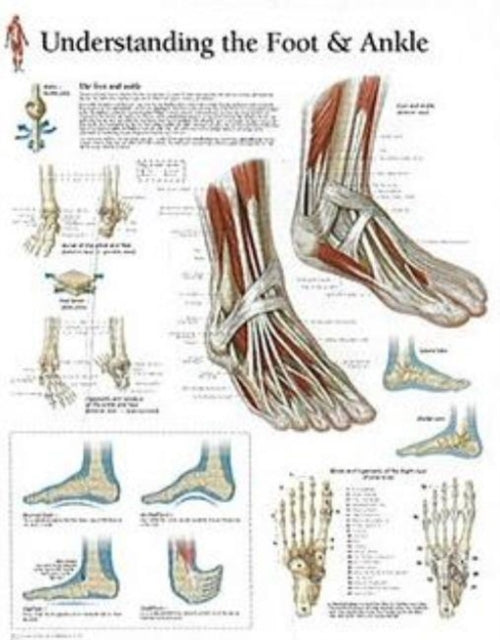 Book cover of: Understanding the Foot & Ankle Laminated Poster