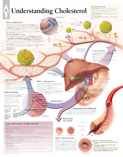 Book cover of: Understanding Cholesterol Laminated Poster. By: Scientific Publishing