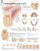 Book cover of: Understanding the Teeth Paper Poster