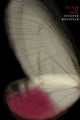 Book cover of: Flinch of Song. By: Jennifer Militello