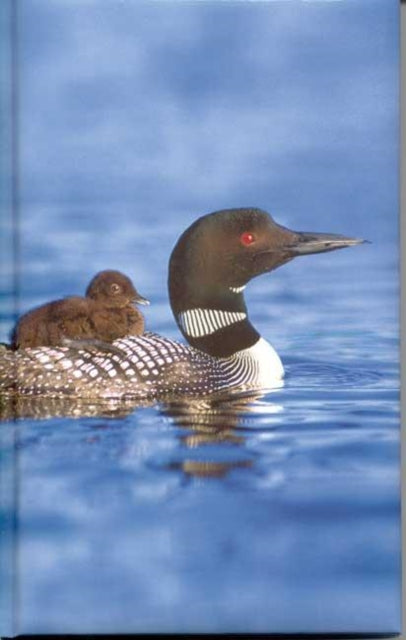 Book cover of: Loon Blank Journal. By: Ford