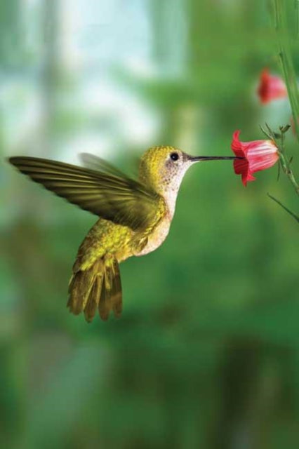 Book cover of: Hummingbird Blank Journal