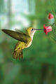 Book cover of: Hummingbird Blank Journal