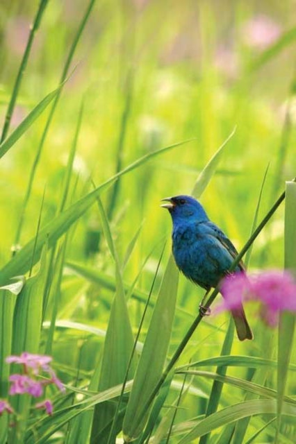 Book cover of: Indigo Bunting Blank Journal. By: Ben Sosniecki