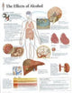 Book cover of: Effects of Alcohol Paper Poster
