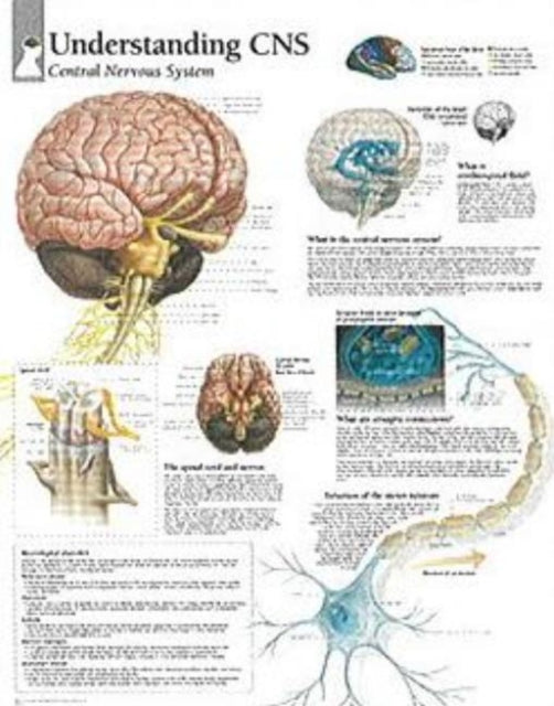 Book cover of: Understanding CNS Laminated Poster