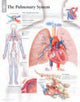 Book cover of: Pulmonary System Paper Poster