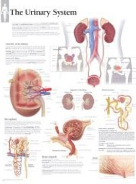 Book cover of: Urinary System Paper Poster