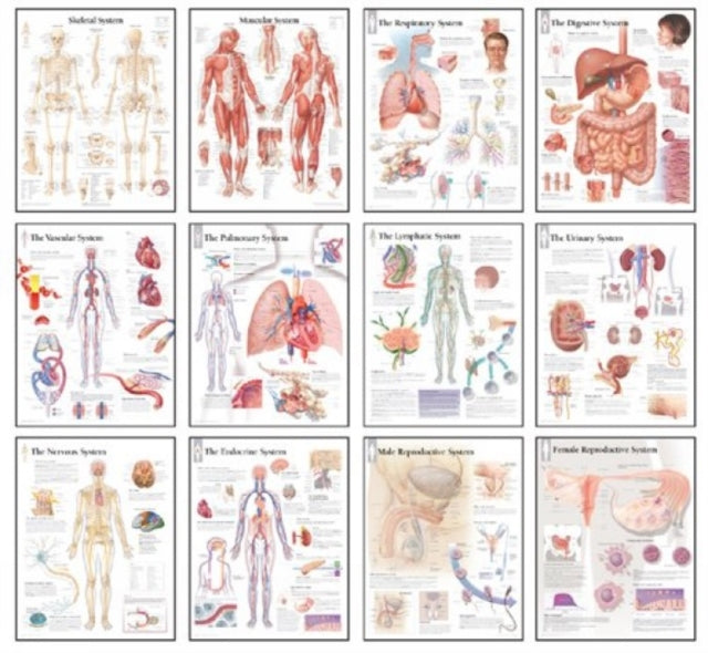 Book cover of: Body Systems Chart Set