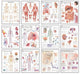 Book cover of: Body Systems Chart Set