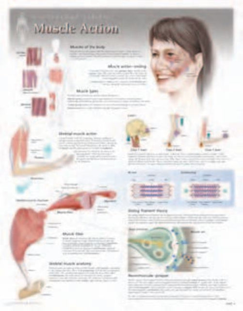 Book cover of: Muscle Action Laminated Poster