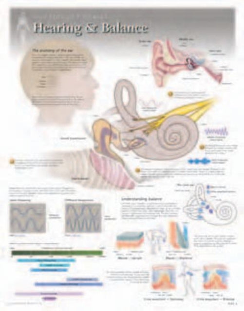 Book cover of: Hearing & Balance Laminated Poster