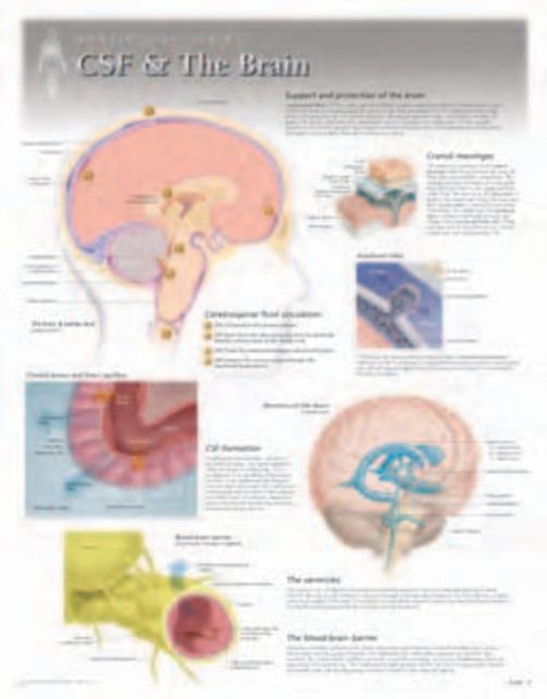 Book cover of: CSF & the Brain Laminated Poster