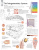 Book cover of: Integumentary System Laminated Poster