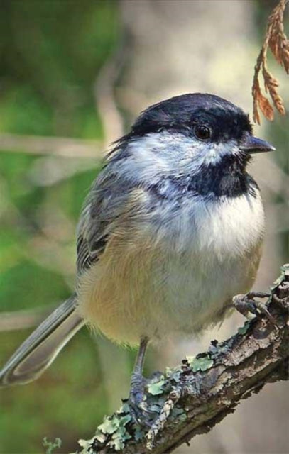 Book cover of: Chickadee Blank Journal