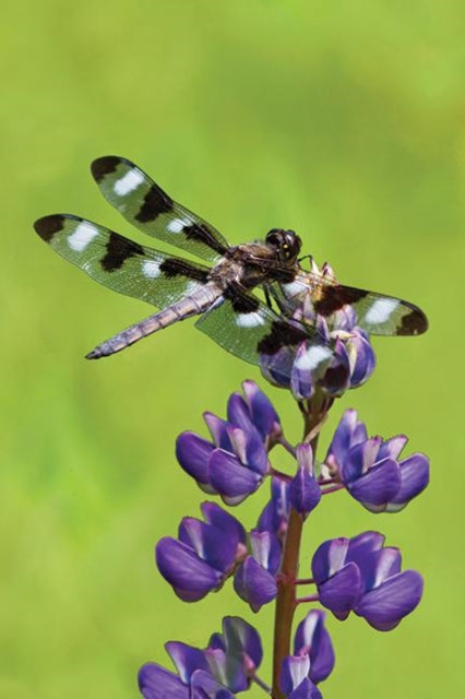 Book cover of: Dragonfly Blank Journal. By: David Brislance