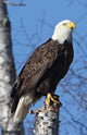 Book cover of: Eagle Perched Blank Journal. By: Nodin Press Staff