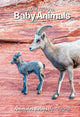 Book cover of: Our Arizona: Baby Animals. By: Jerri Conrad