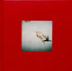 Book cover of: Shiny Ghost. By: Rachel Cox