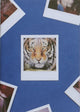 Book cover of: Tiger