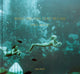 Book cover of: What Did the Deep Sea Say. By: Sara Macel