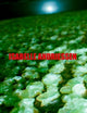 Book cover of: DORM. By: Isabelle Andriessen